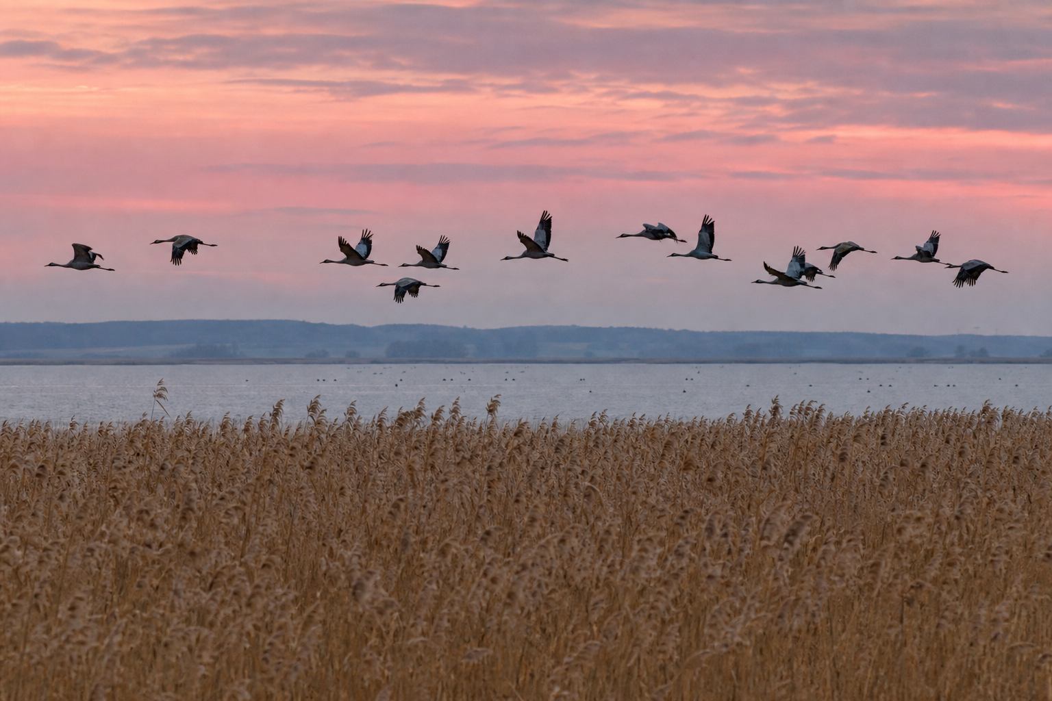 Журавли над тростником лагуны Bodden